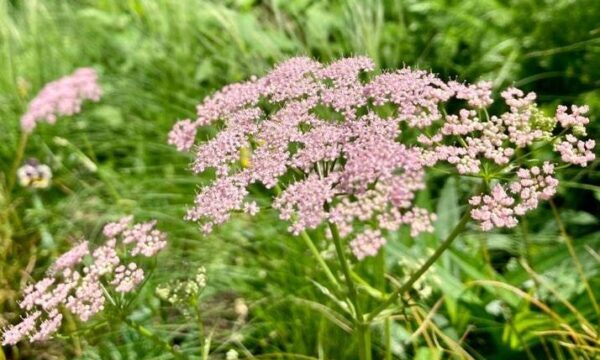 ピンピネ ラマヨール ‘ロゼア’Pimpinella major ‘Rosea’