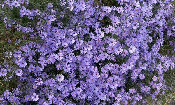 アスター‘リトルカーロウ’