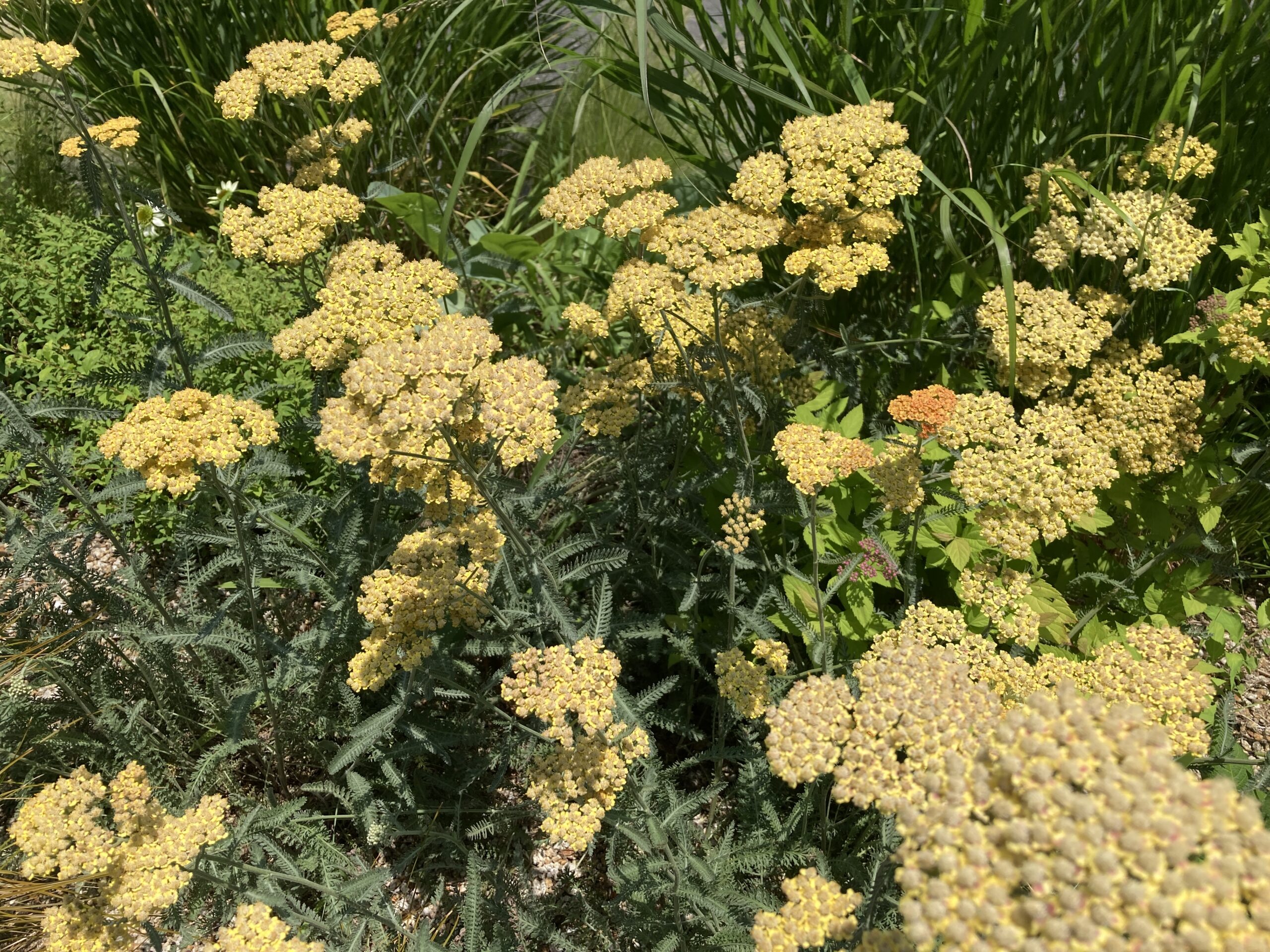 アキレア'テラコッタ'（ミックス）