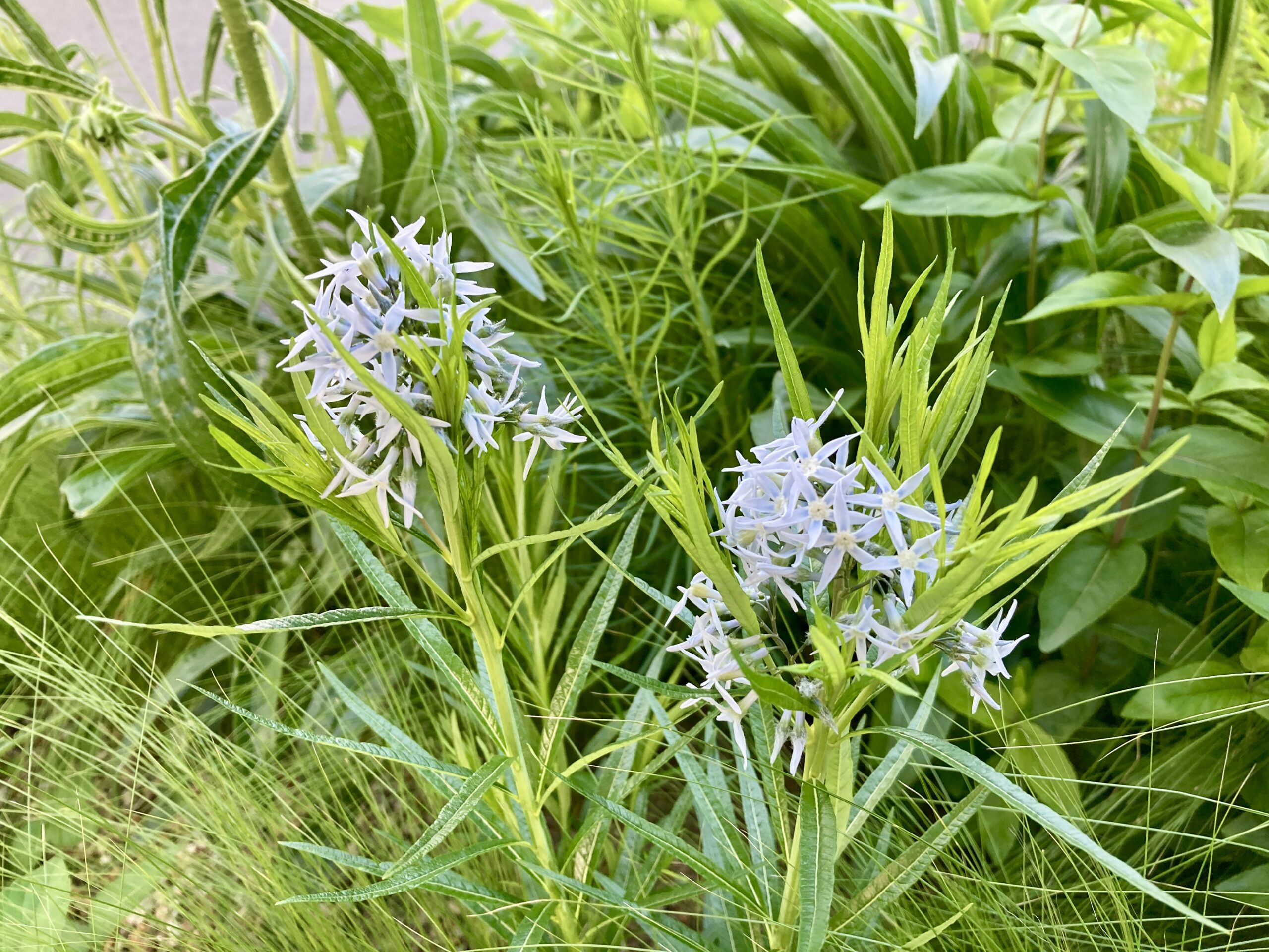 アムソニア'フブリヒティ'（ウッドランド）