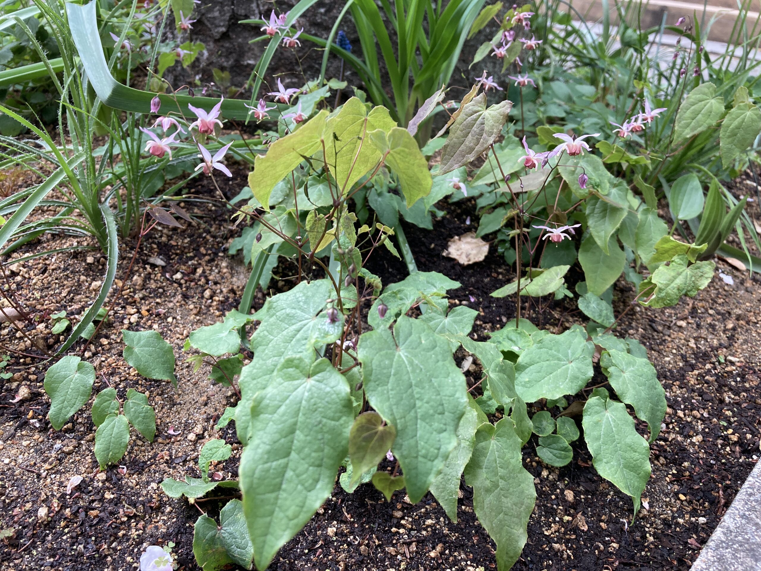 エピメディウム'ピンクエルフ'（ウッドランド）