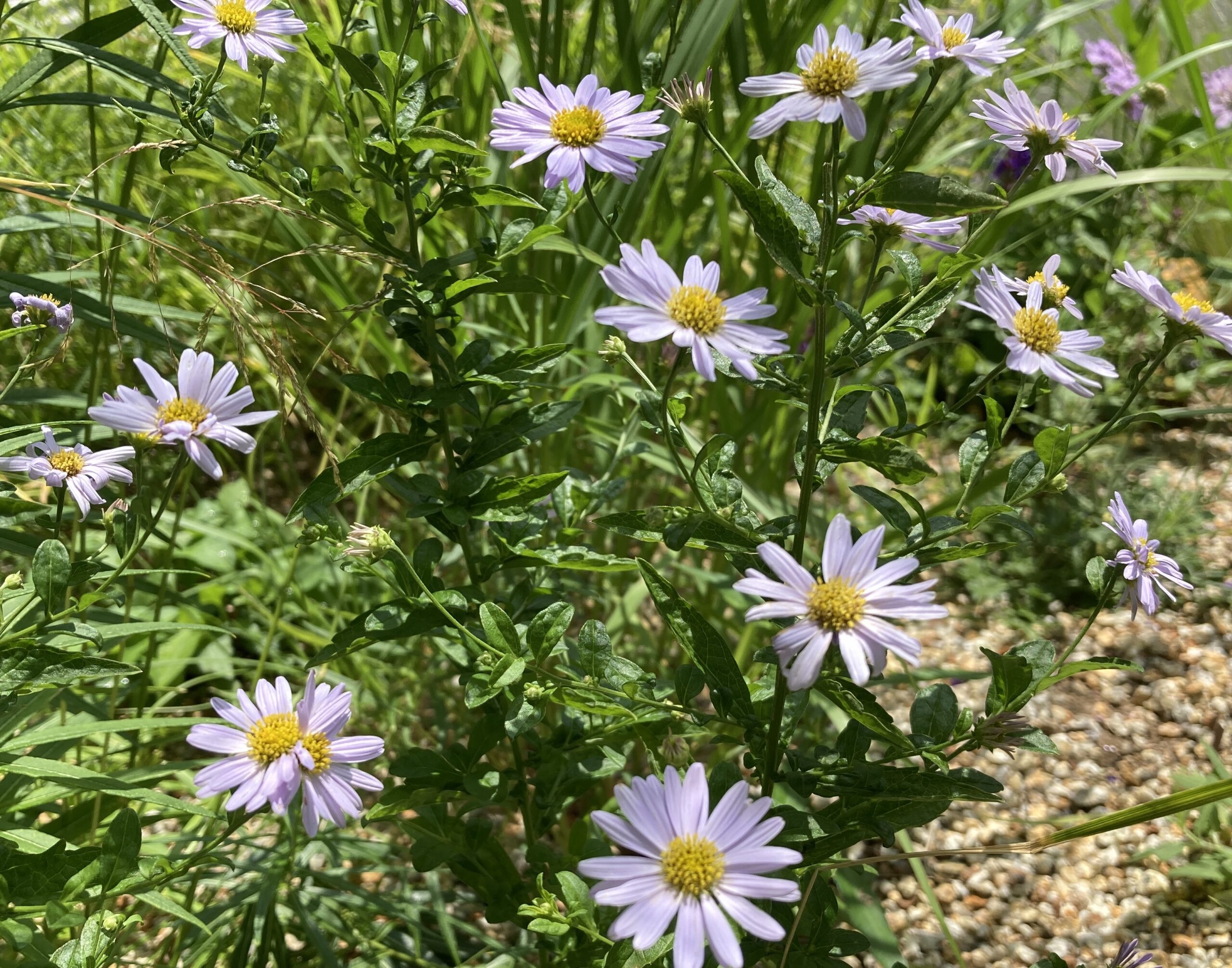 カリメリス'ブルースター'（ウッドランド）