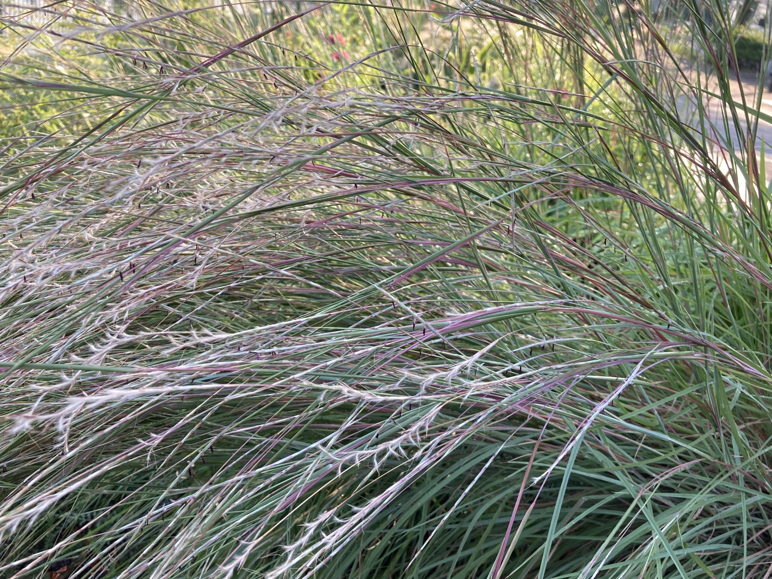 スキザクリウム'プレーリーブルース'（リバーサイド）