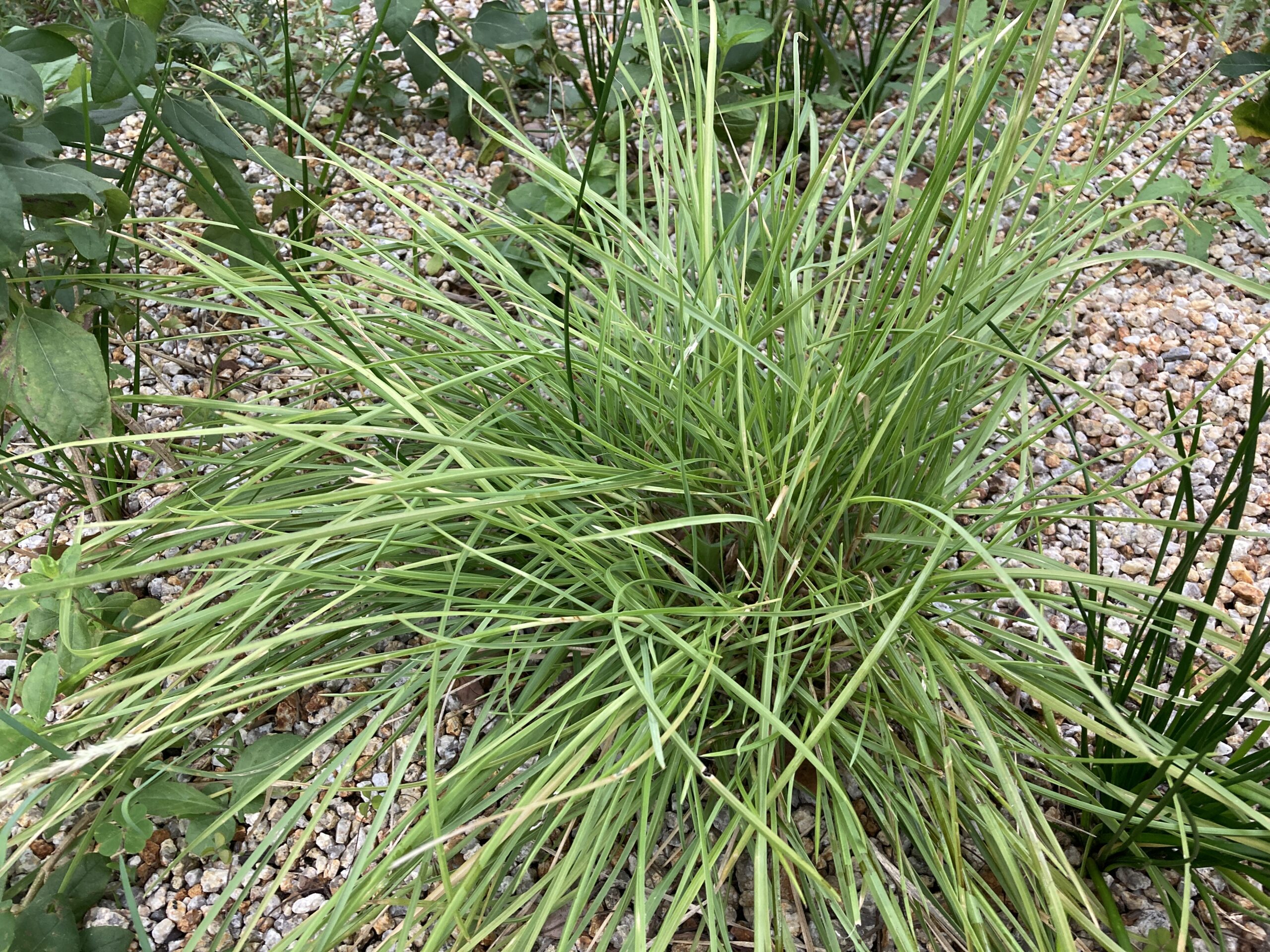 セスレリア'オータムナリス'（ウッドランド）