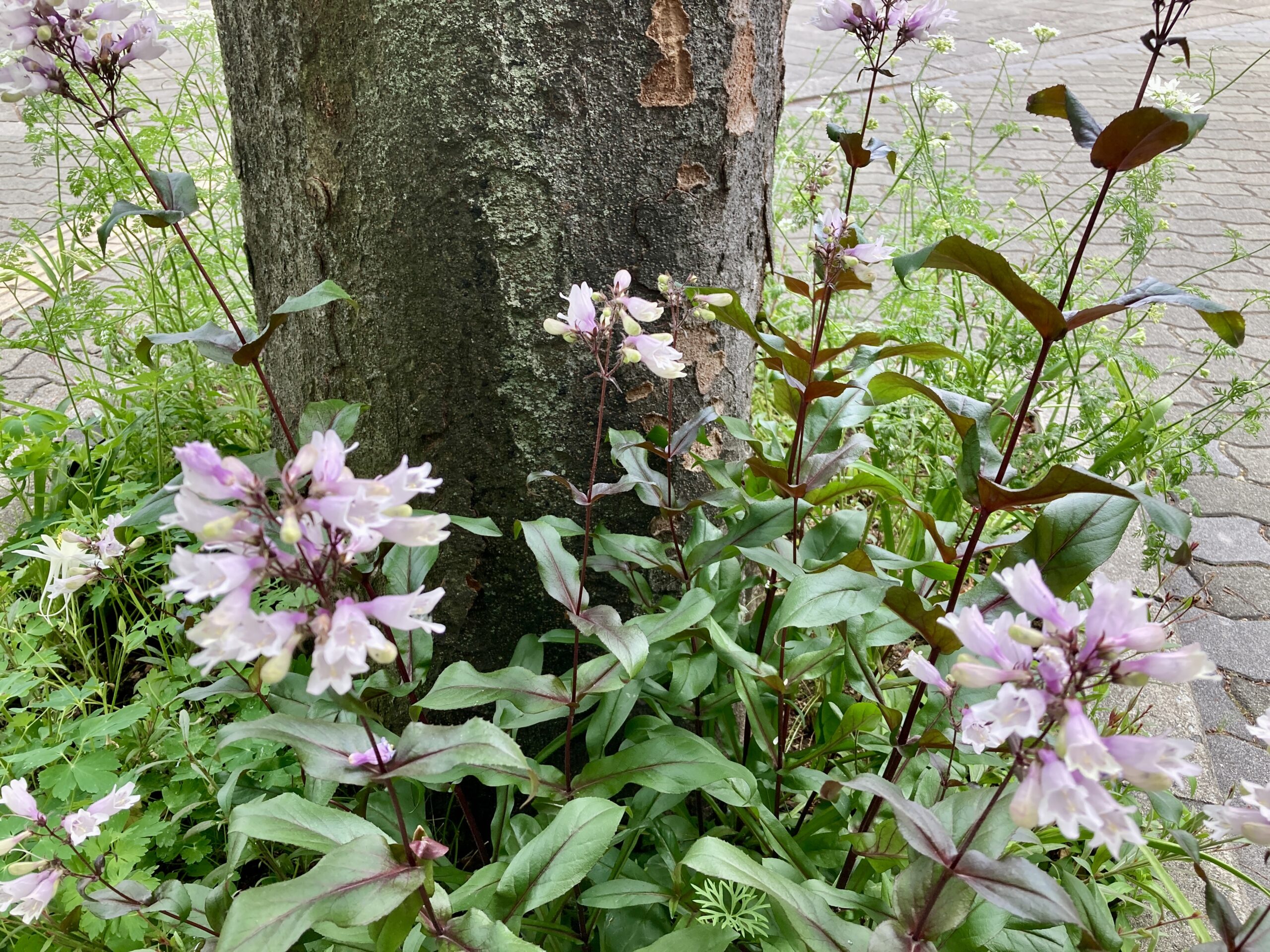 ペンステモン’ダコタバーガンディ’（城見交差点ミックス）