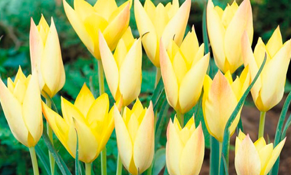 原種チューリップ ’ホンキートンク‘ Tulipa ‘Honky Tonk’