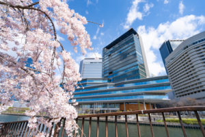 読売テレビ前の桜